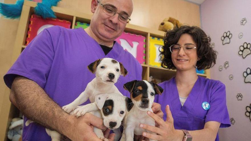 Perros de alerta médica, dulces detectores contra la diabetes y la epilepsia