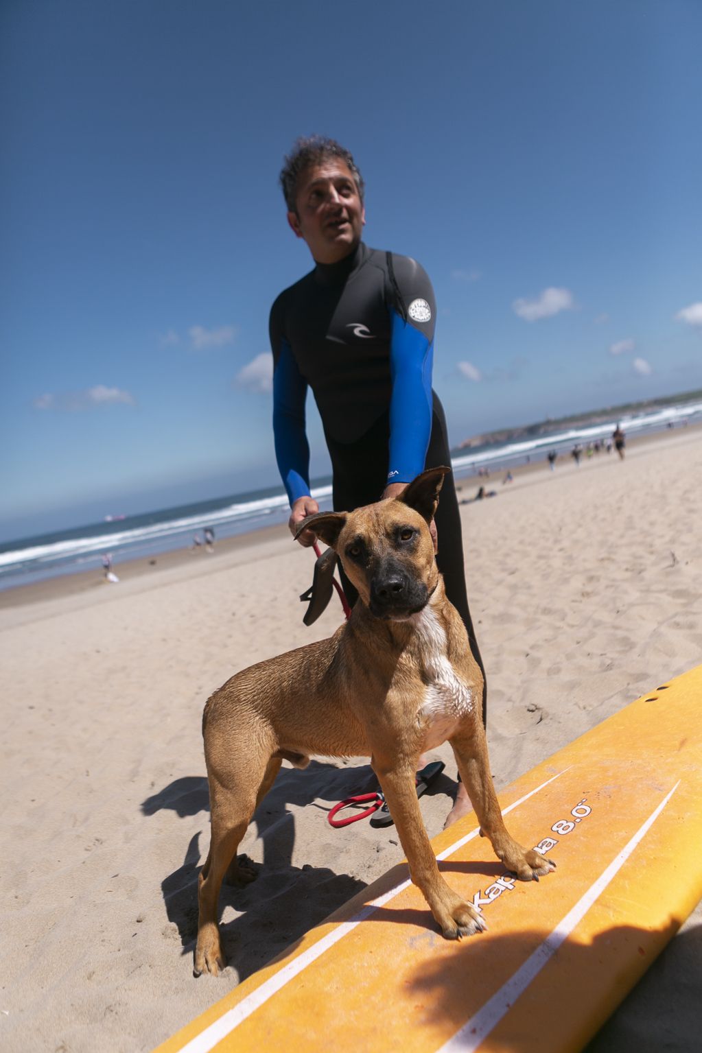 En imágenes: así fue el campeonato de surf para perros en Salinas