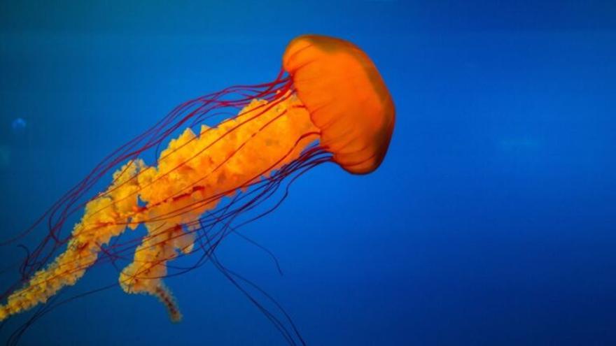 Todo lo que debes saber si te pica una medusa