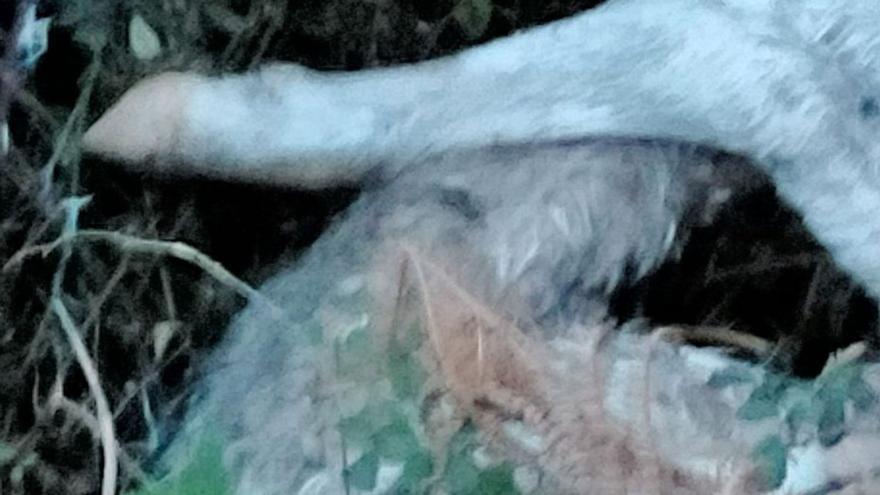 Aparecen muertos tres terneros en Pareizo