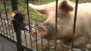 El porc disfruta de menjar vegetarià i de llargues passejades per la seva finca de 2.000 metres quadrats.
