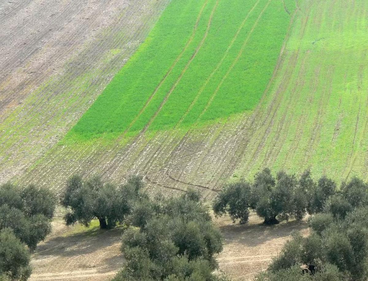 Daños provocados por conejos sobre un campo de cereal; nótese la falta de cubierta vegetal en el olivar