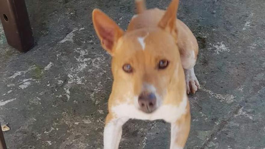 Se busca al dueño de este perro