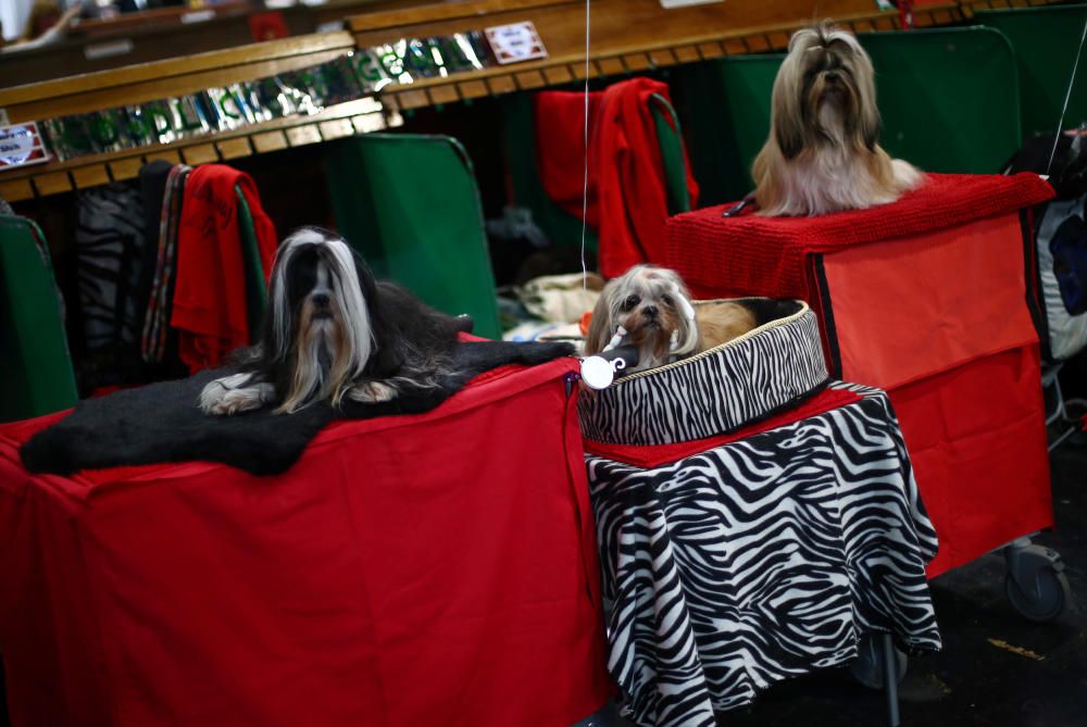 Crufts 2019: L'exhibició de gossos més gran del món