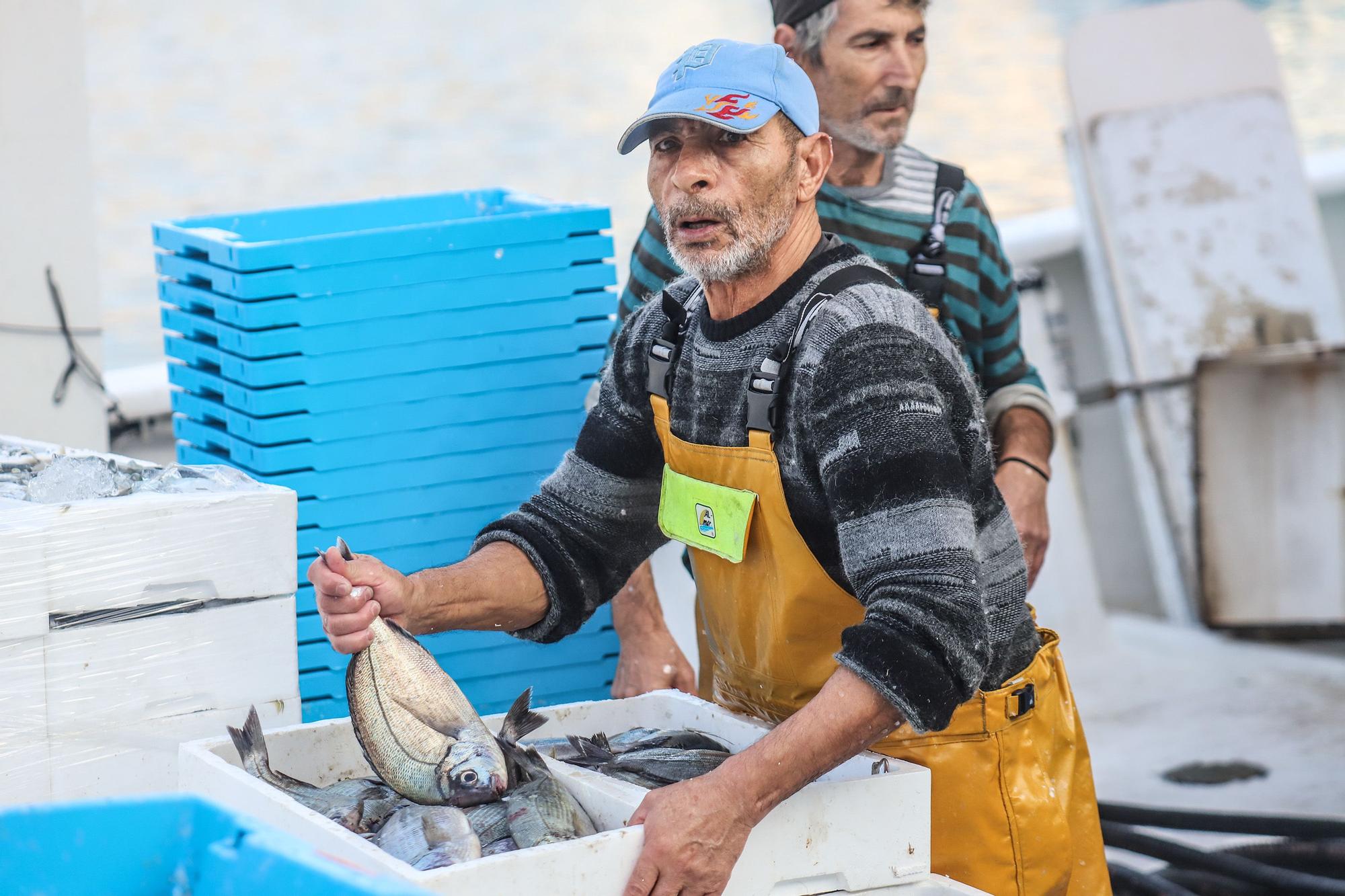 La subasta de la nueva lonja pesquera de Torrevieja se estrena con la venta de 13.000 kilos de boquerón y sardina