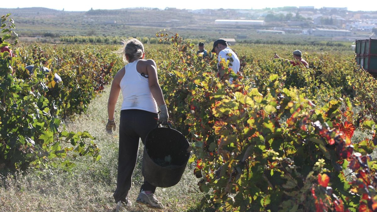 Agricultores realizan trabajos de vendimia en un campo de la Font de la Figuera.