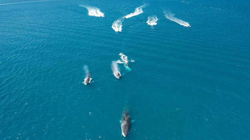 El turismo de lancha acosa a las ballenas en Xàbia