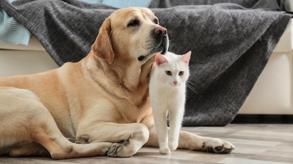 Un perro y un gato