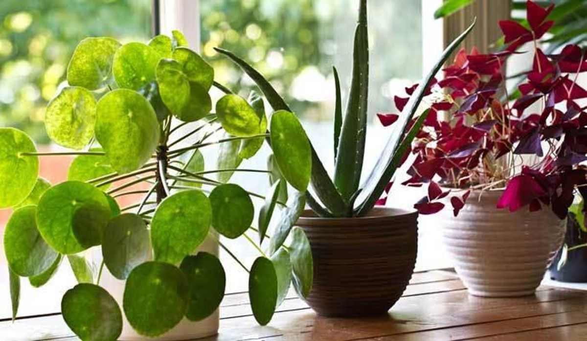 Cinco trucos para que tus plantas sobrevivan a tus vacaciones
