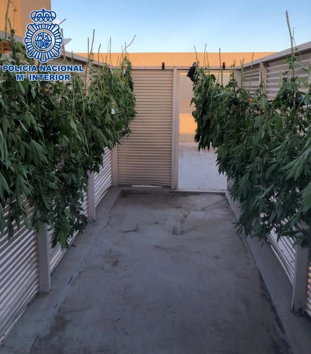 La Policía encuentra 67 plantas de marihuana