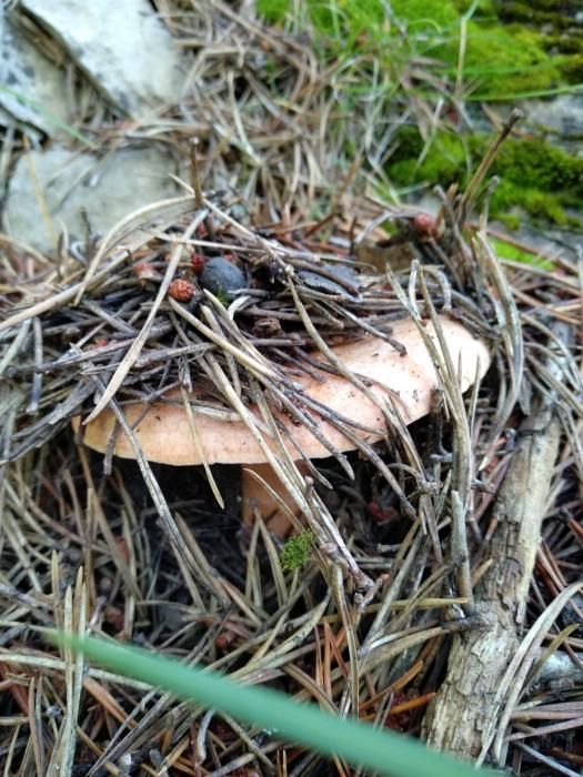 Bolets trobats al Berguedà