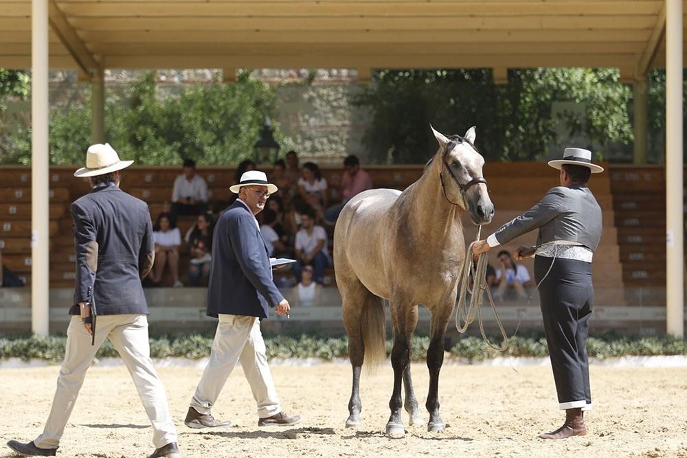 Cabalcor echa a andar con el concurso morfológico