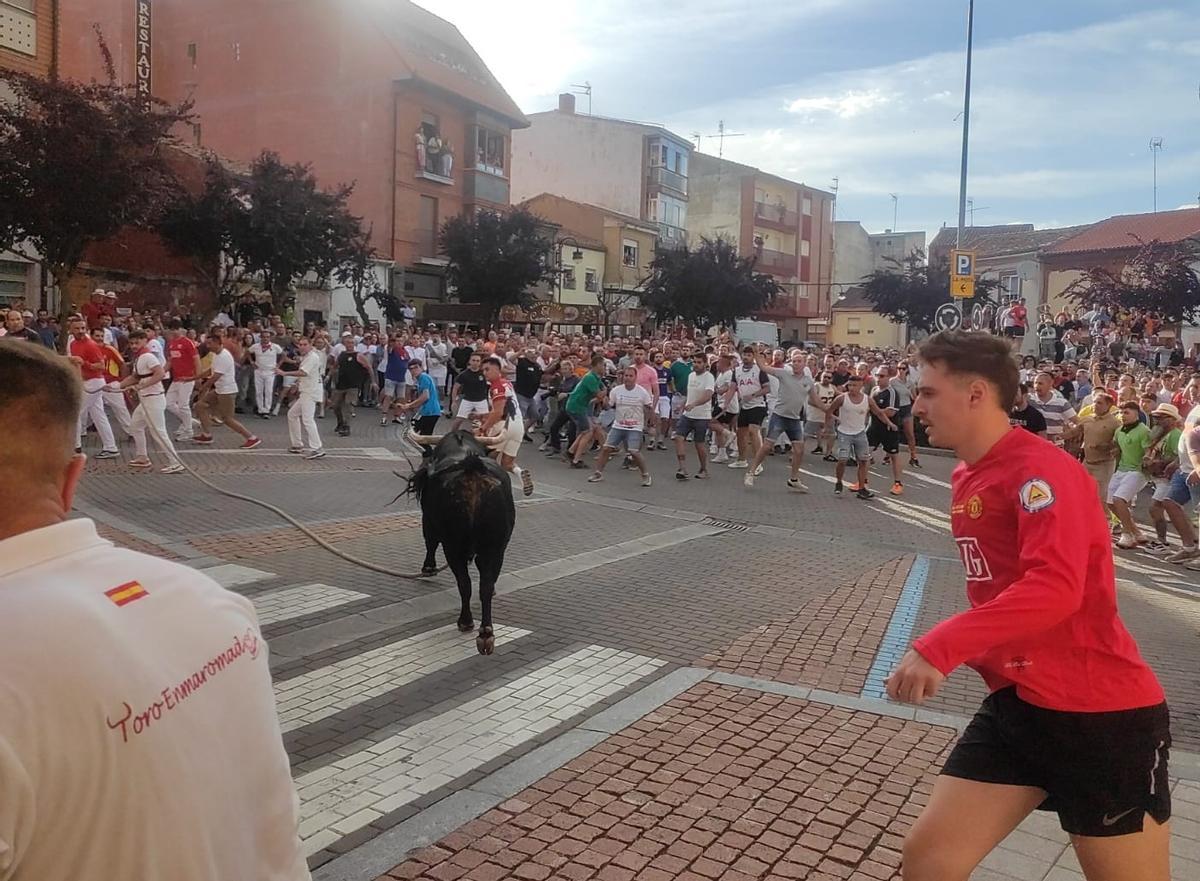 Así fue el recorrido del Toro Enmaromado Glorificado, por las calles de Benavente Así fue el recorrido del Toro Enmaromado Glorificado, por las calles de Benavente