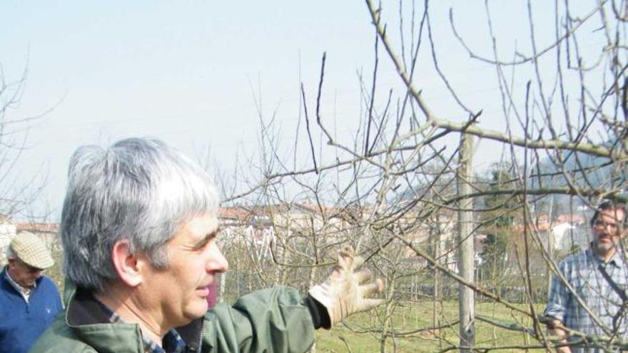 Enrique Dapena, en plena clase práctica de poda, en Villaviciosa.