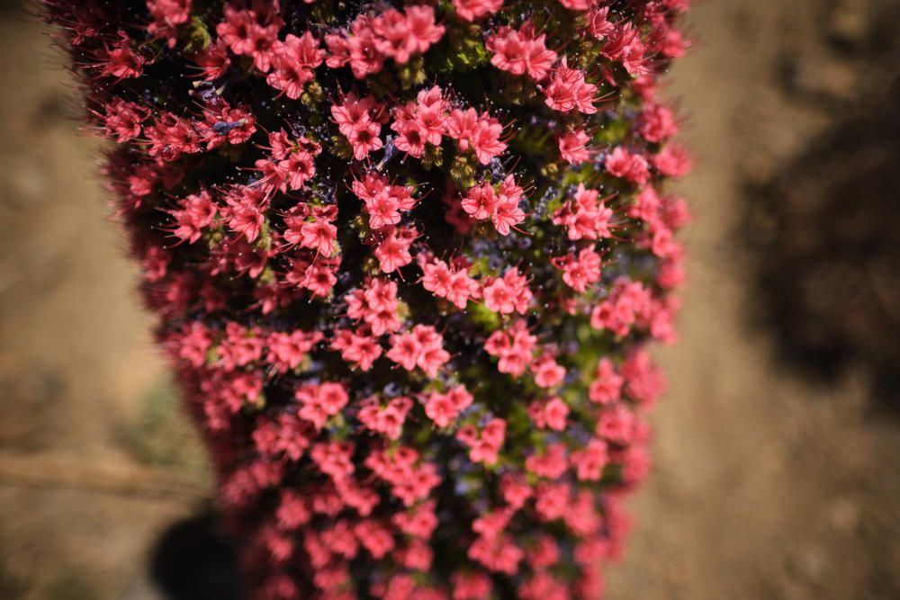 Tajinastes en flor en el Teide