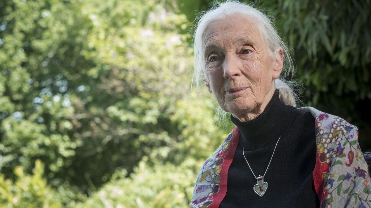 Las enseñanzas invisibles de Jane Goodall sobre liderazgo y poder personal para aplicar en el día a día
