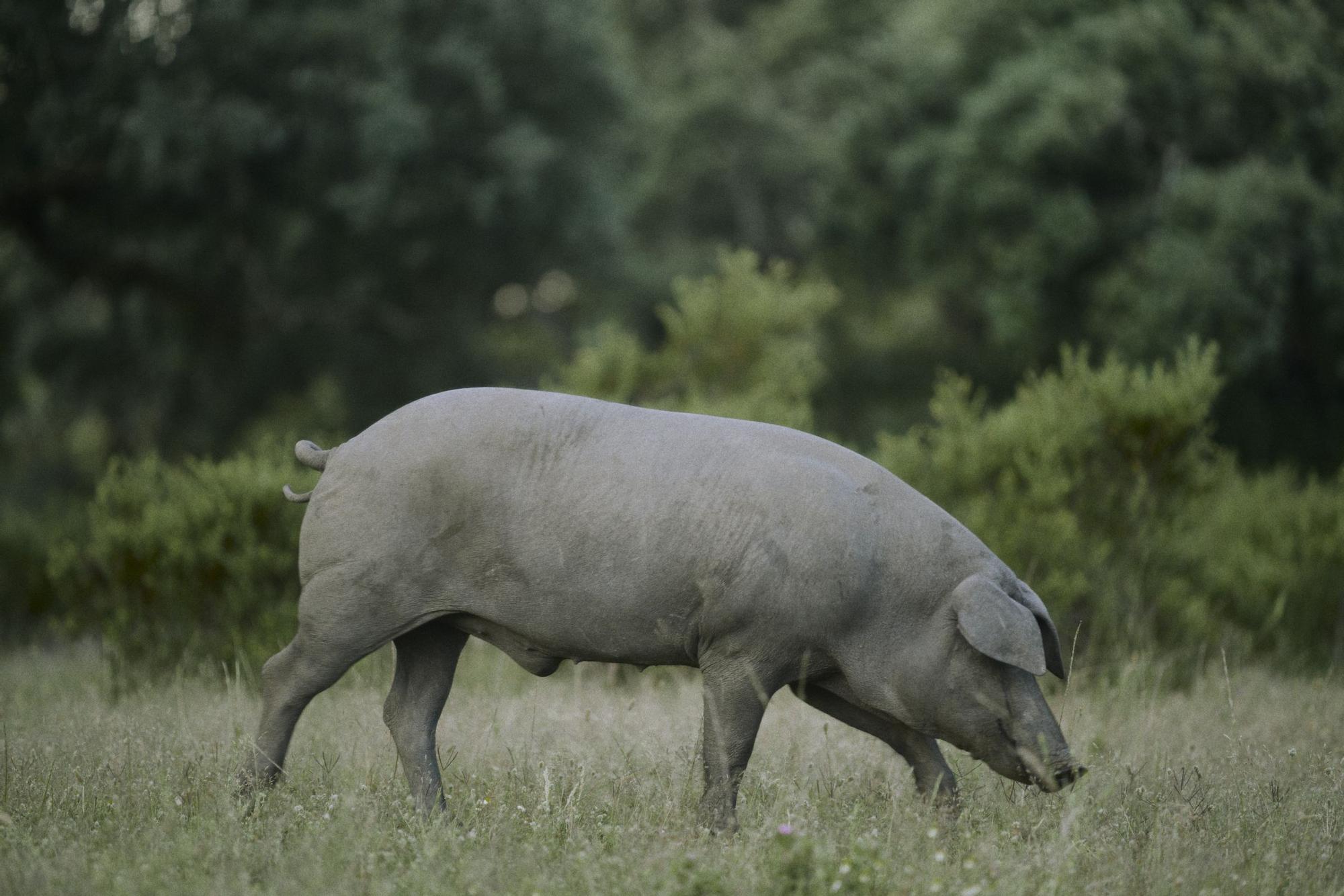 Los jamones Sánchez Romero Carvajal proceden de una ganadería única en el mundo, la del cerdo 100% ibérico.