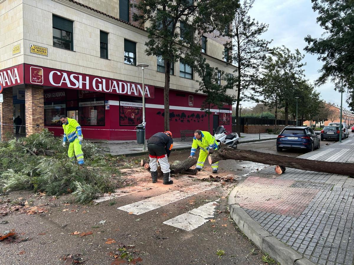Consecuencias del temporal en Badajoz durante la semana pasada