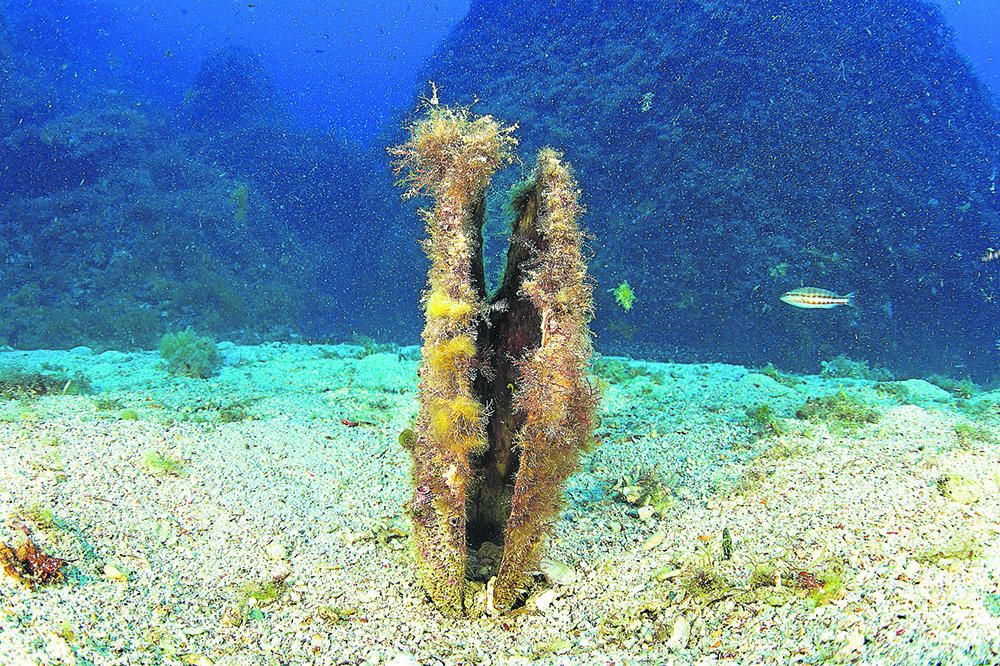 Las nacras, joyas del Mediterráneo al borde de la extinción