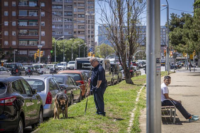 Un perro despacha en una de las pocas zonas verdes de la avenida de Roma, con la estación de Sants al fondo
