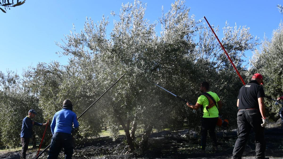 La reducción de las cosechas agrícolas ha tenido repercusión en la contratación.