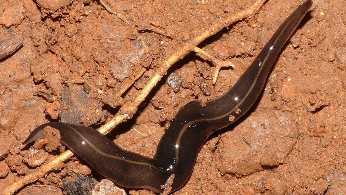 Platydemus manokwari, una de las especies invasoras de Francia