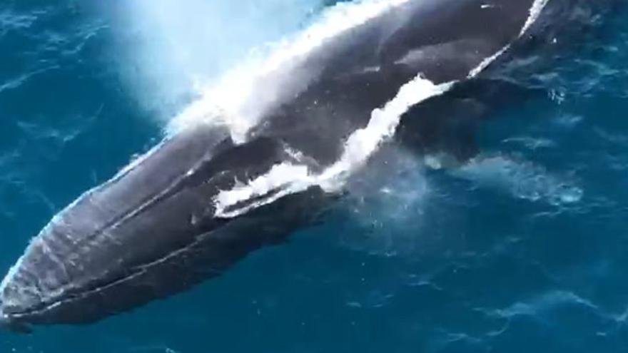 La ballena rorcual común llega a las costas de la Comunitat Valenciana