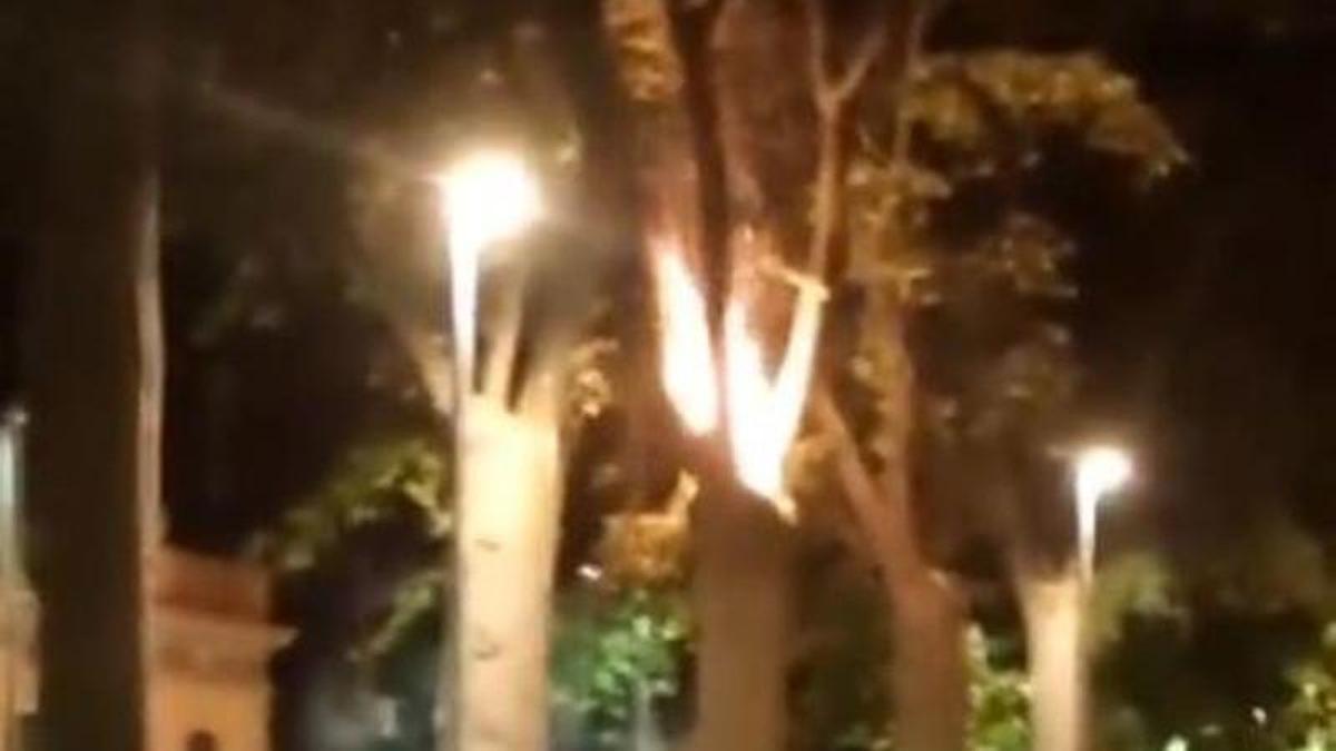 Imatge del vídeo difós pel PSC en què es veuen flames en un arbre de la Devesa.