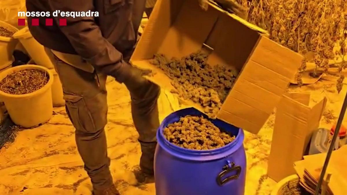 Intervienen más de 12 kilos de marihuana y 438 plantas y desarticulan un grupo que operaba desde La Roca del Vallès