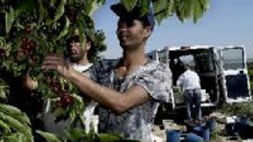 Unos 53.000 trabajadores han dejado la agricultura desde 1980