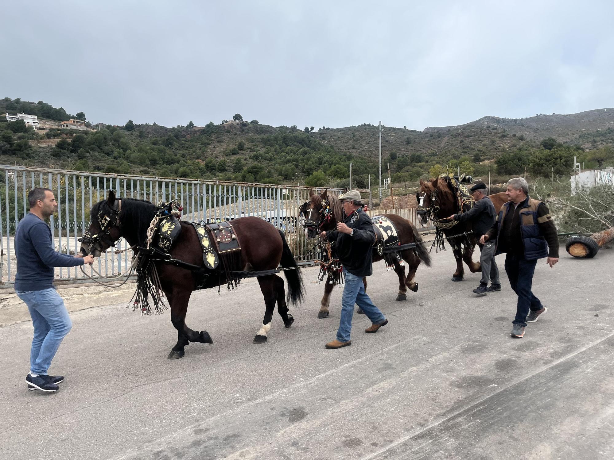 Baixà del pi de las fiestas de Sant Antoni 2023 en la Vall