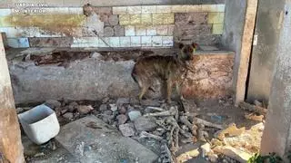 Presunto maltrato animal en Castellón: tres perros fallecidos y otros tres en estado de desnutrición