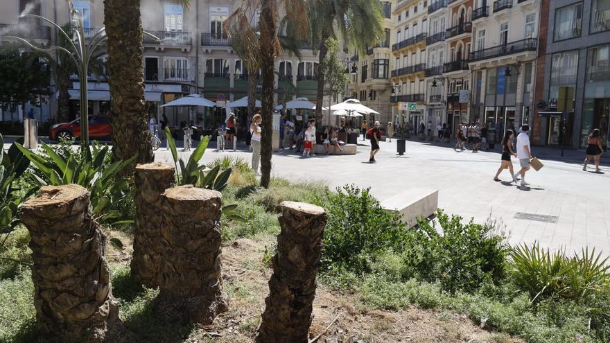 Talan 4 palmeras de la plaza de la Reina afectadas por un hongo muy dañino