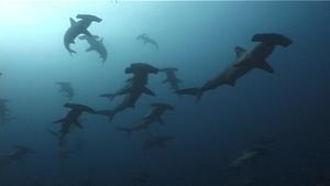 Imagen de tiburones martillo extraída del reportaje ’Bubbles’ de PTV.