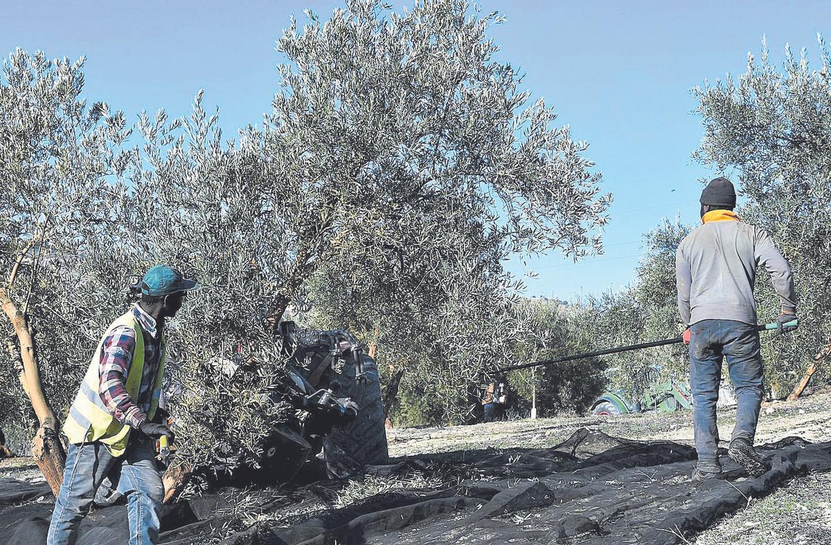 Recogida de aceitunas en una finca de Córdoba.