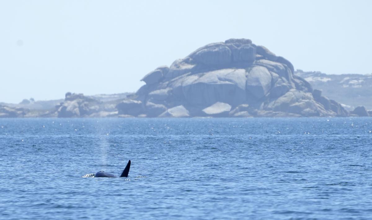 Una de las orcas fotografiadas por Juan Diéguez cerca del islote de Rúa, ayer.