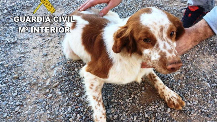 Los agentes de la Guardia Civil encontraron al animal con signos de deshidratación