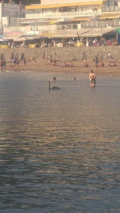 Un cisne negro en la playa de Mogán