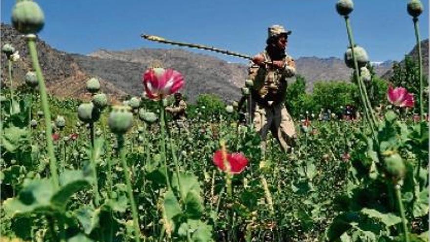 Un agent de seguretat destrueix una plantació il·legal del cascall, del qual s&#039;obté l&#039;opi, a l&#039;Afganistan