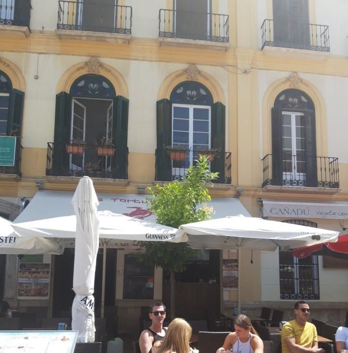 Imágenes de los árboles en la plaza de la Merced.