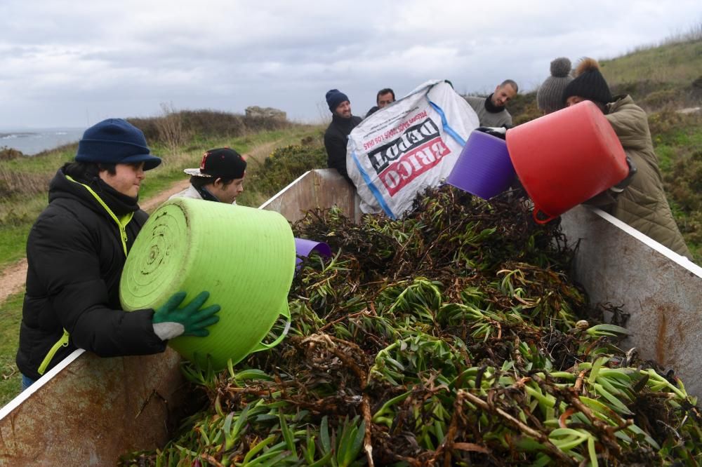 Voluntarios de Down Coruña y Hábitat eliminan plantas invasoras en la Torre de Hércules