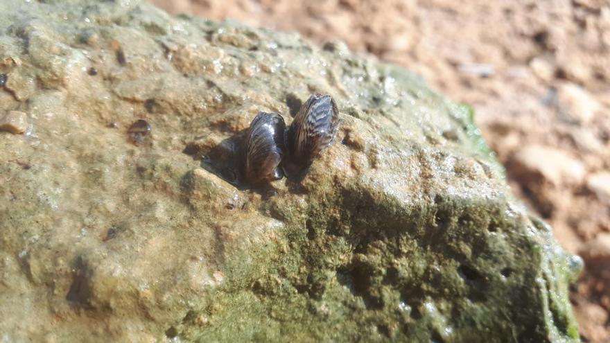 El peligroso mejillón cebra coloniza las aguas del mayor embalse de la cuenca del Júcar