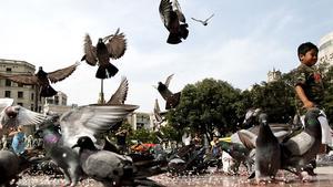 Palomas en la plaza de Catalunya de Barcelona.