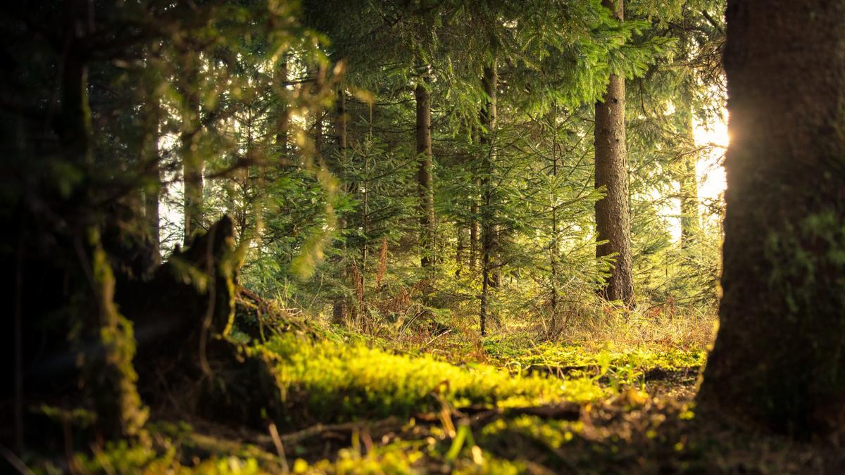 Las plantas forman redes de interacciones que influyen en la diversidad, estructura y mantenimiento de los ecosistemas.