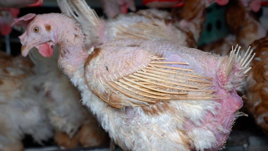 Campaña de Equalia contra la cria de gallinas en jaula