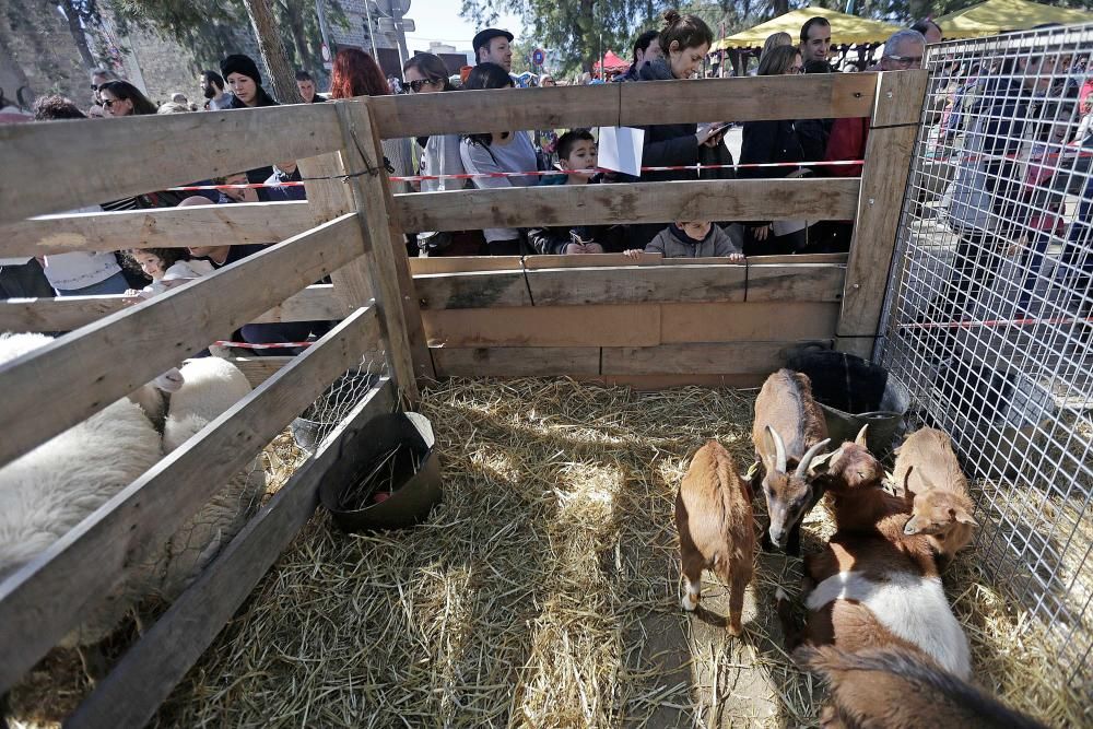 Ambiente en la Diada de les Illes Balears