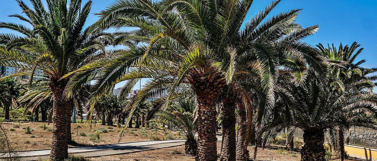 Palmeral en el parque Jaime O’shanahadel barrio de Jinámar, en el municipio de Telde. | |