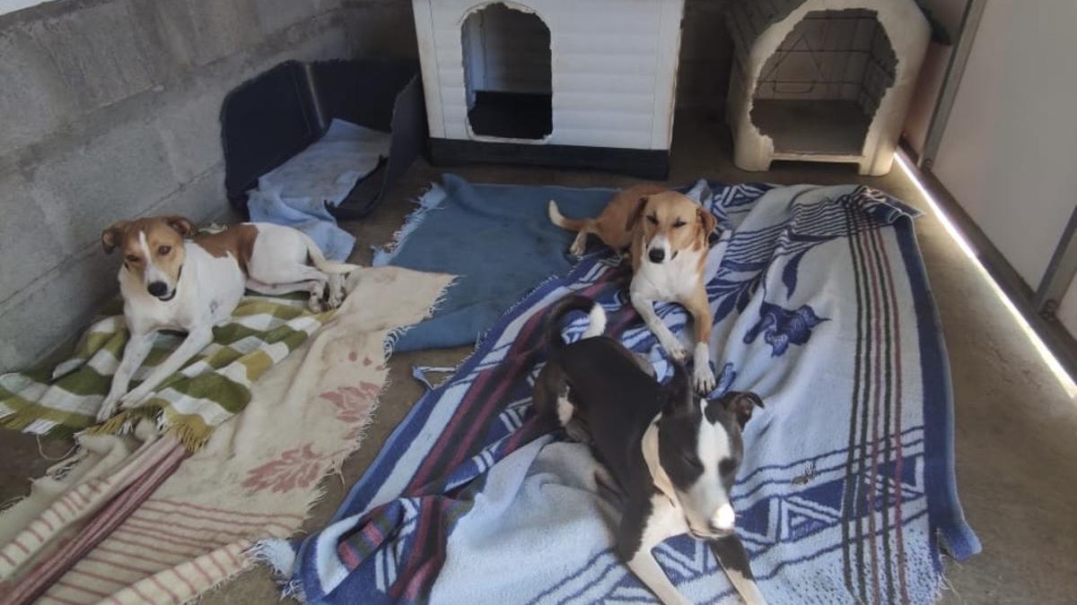 Varios de los perros que se encuentran en la protectora Benawara.
