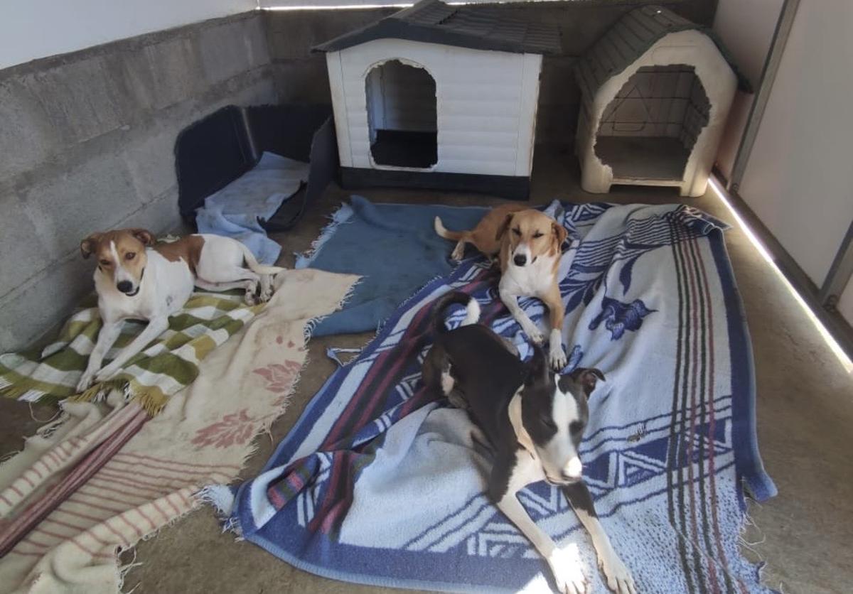 Varios de los perros que se encuentran en la protectora Benawara.