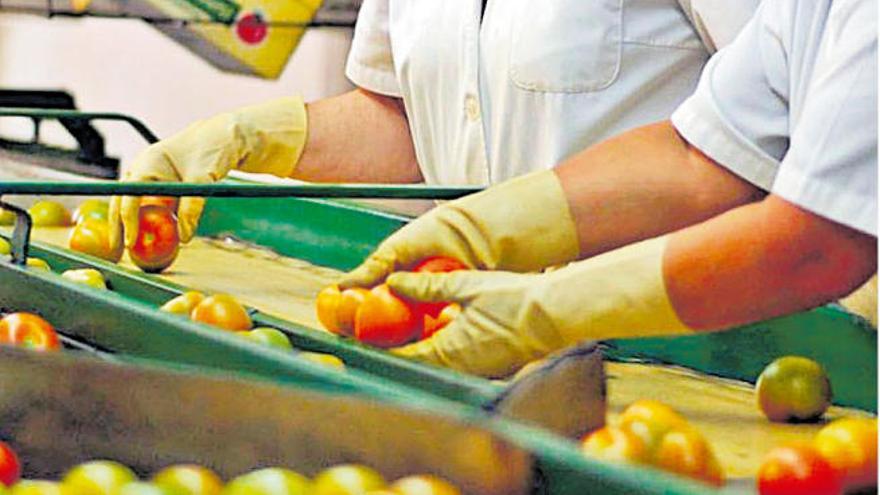 Trabajadoras de un centro de empaquetado de tomate de las Islas.